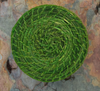 Sabai Grass Green Coaster Set